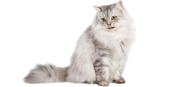 American Ragamuffin Cat