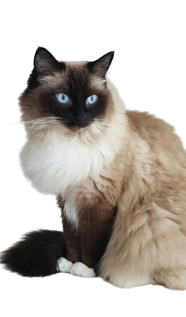 Balinese Cat