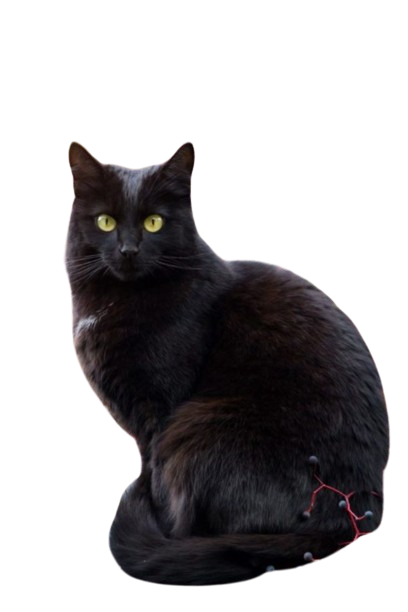 Bombay Cat