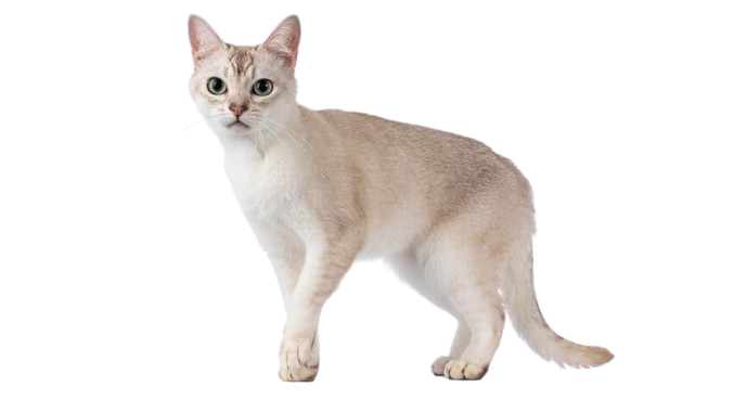 Burmilla Cat