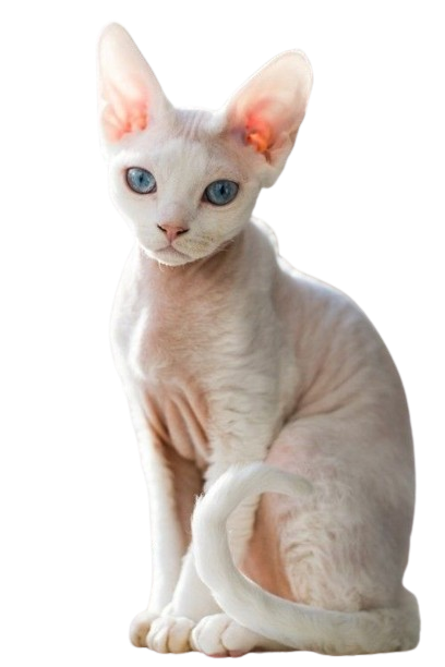 Devon Rex Cat