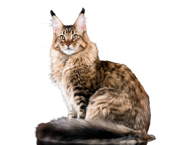 Maine Coon Cat