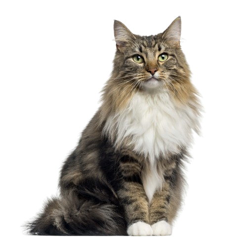 Norwegian Forest Cat