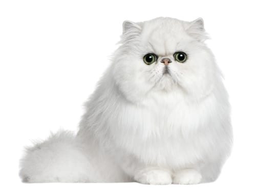 Persian Cat