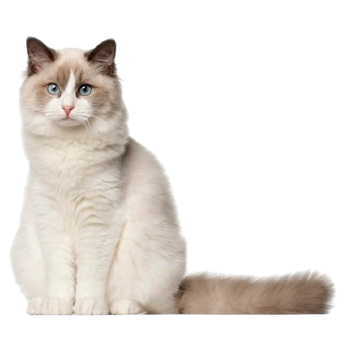 Ragdoll Cat