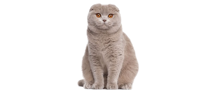 Scottish Fold Cat