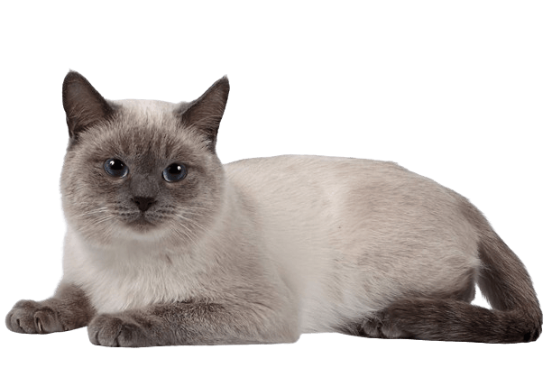 Siamese Cat