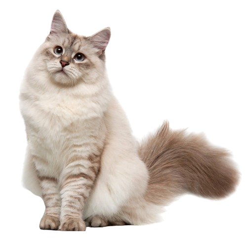 Siberian Cat