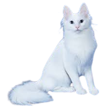 Turkish Angora Cat