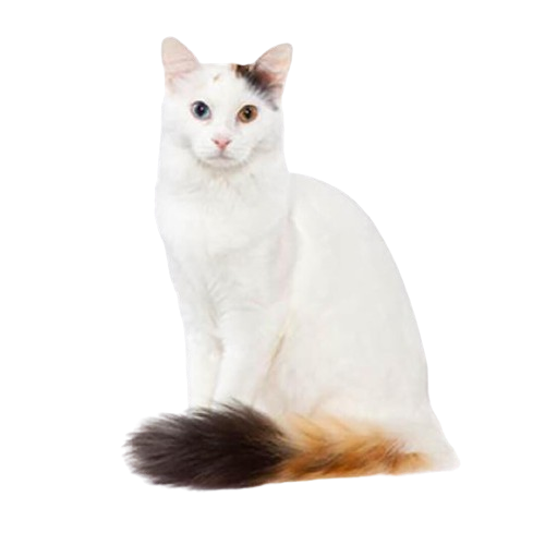 Turkish Van Cat