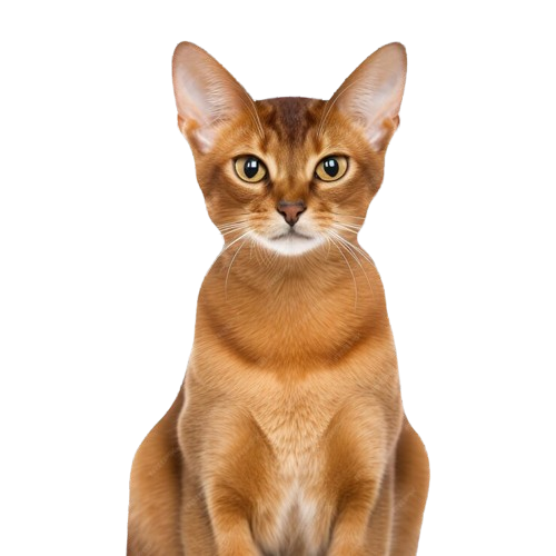 Abyssinian Cat