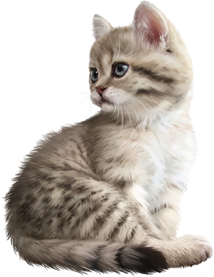 American Bobtail Cat