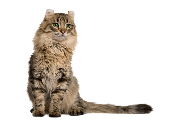 American Curl Cat