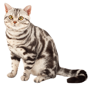 American Shorthair Cat