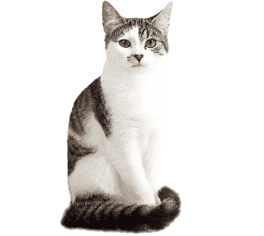 American Wirehair Cat